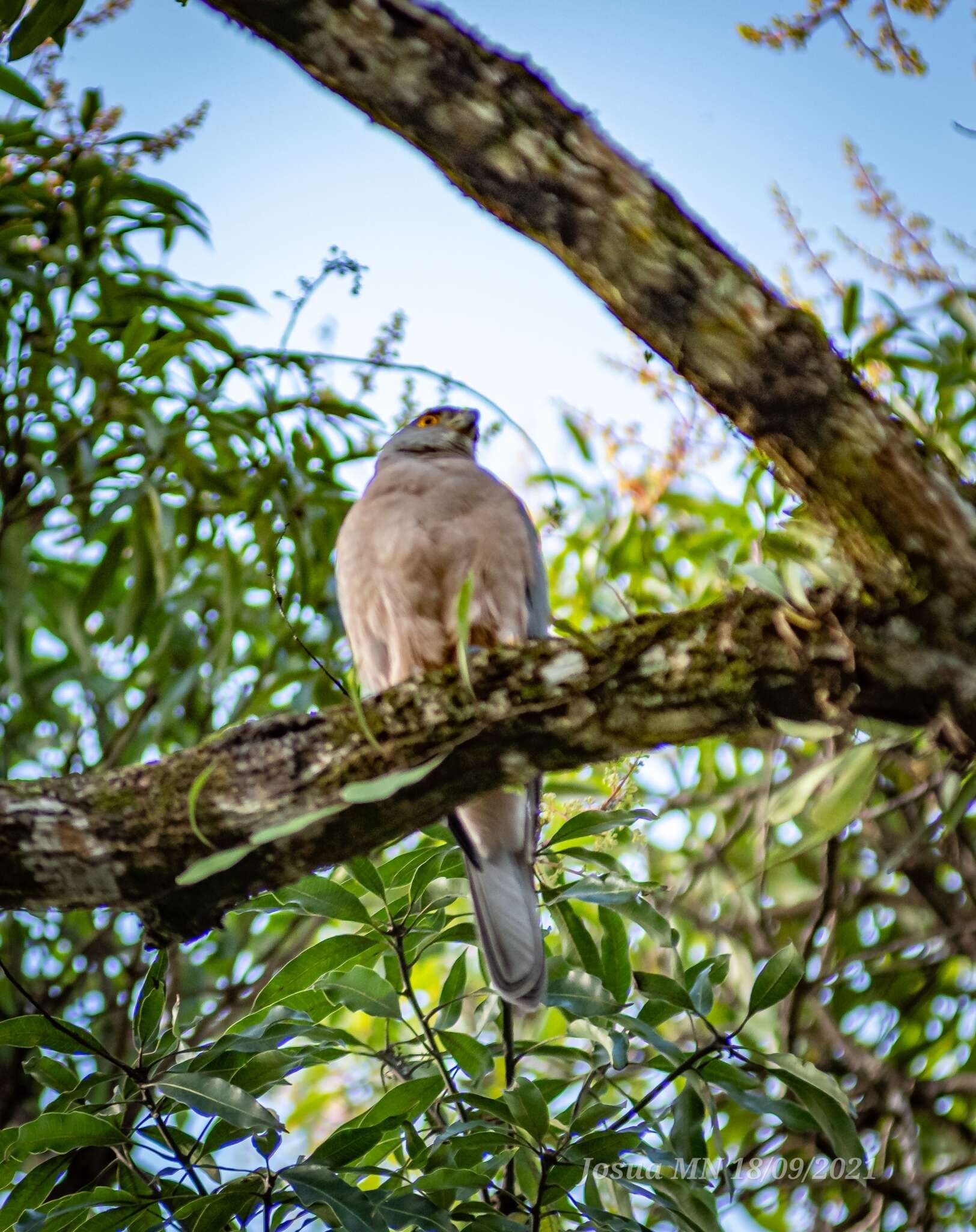 Image of Fiji Goshawk