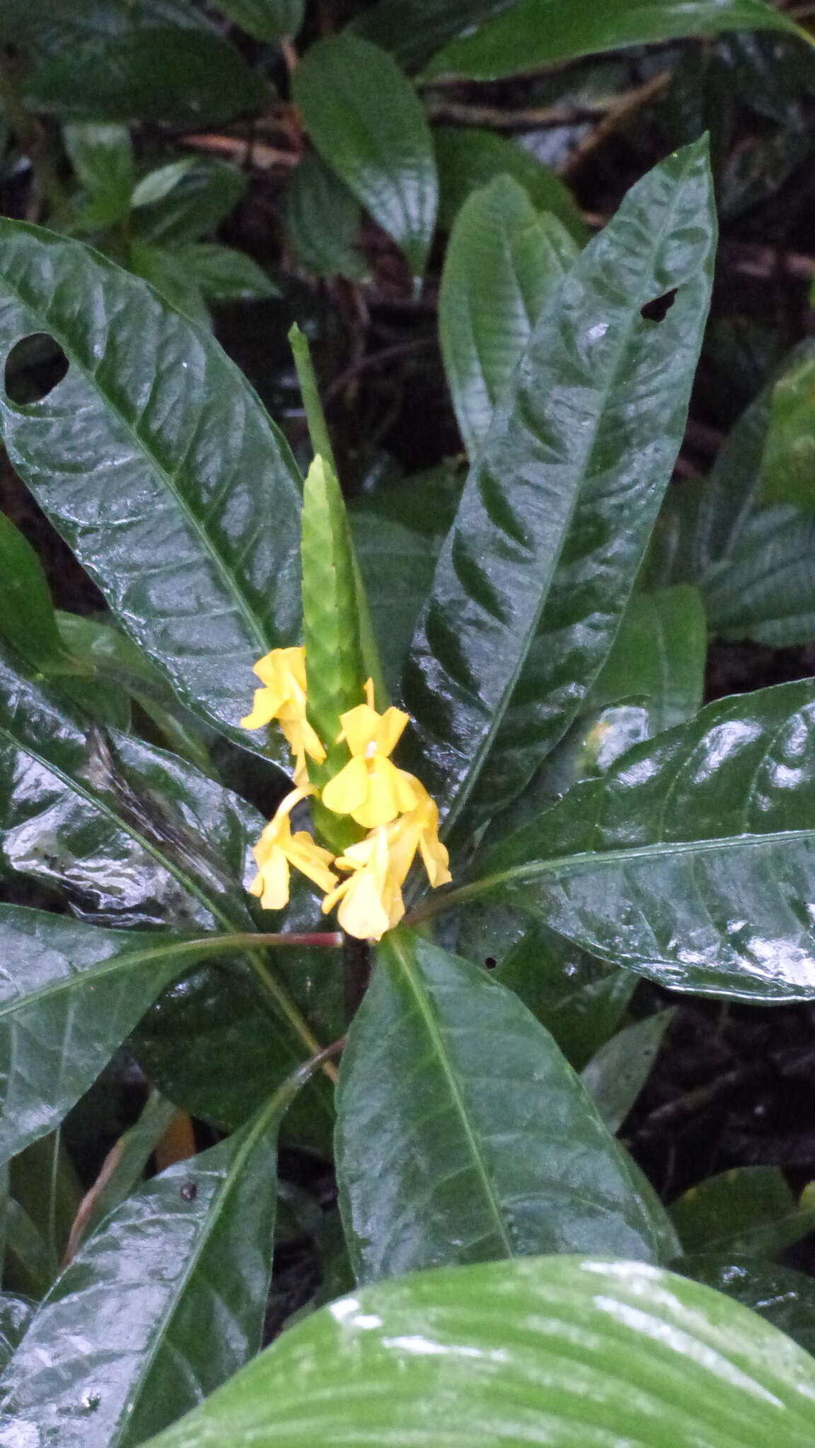 Image de Aphelandra prismatica (Vell.) Hiern