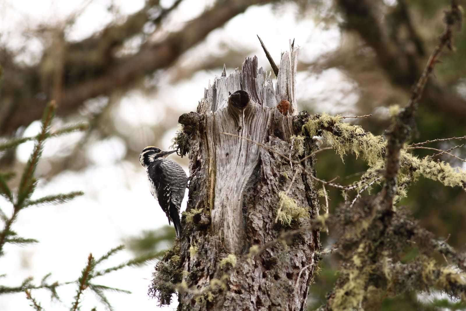 Image of Eurasian Three-toed Woodpecker