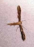 Image of Belfrage's Plume Moth