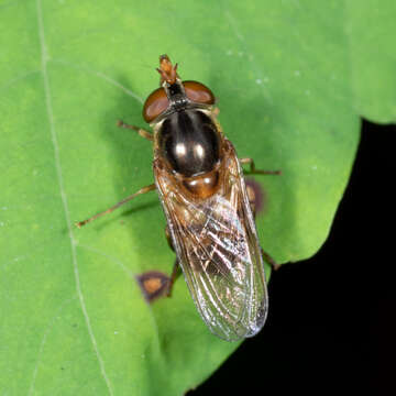 صورة Rhingia nasica Say 1823