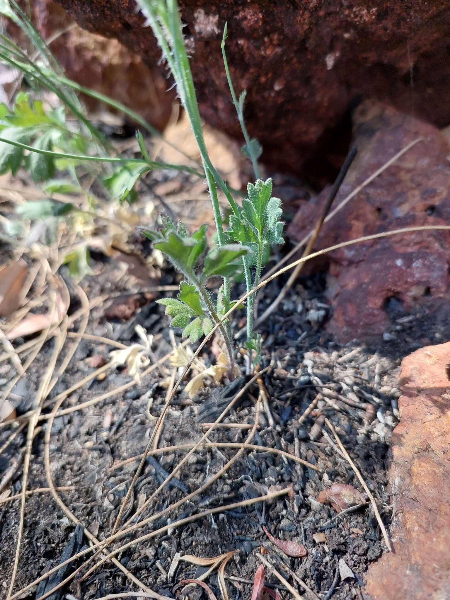 Image of Xanthosia atkinsoniana F. Müll.