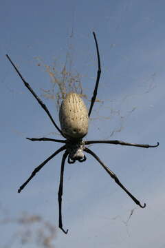 Imagem de Nephila vitiana (Walckenaer 1847)