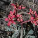 Sivun Jatropha cathartica Terán & Berland. kuva