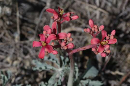 Sivun Jatropha cathartica Terán & Berland. kuva