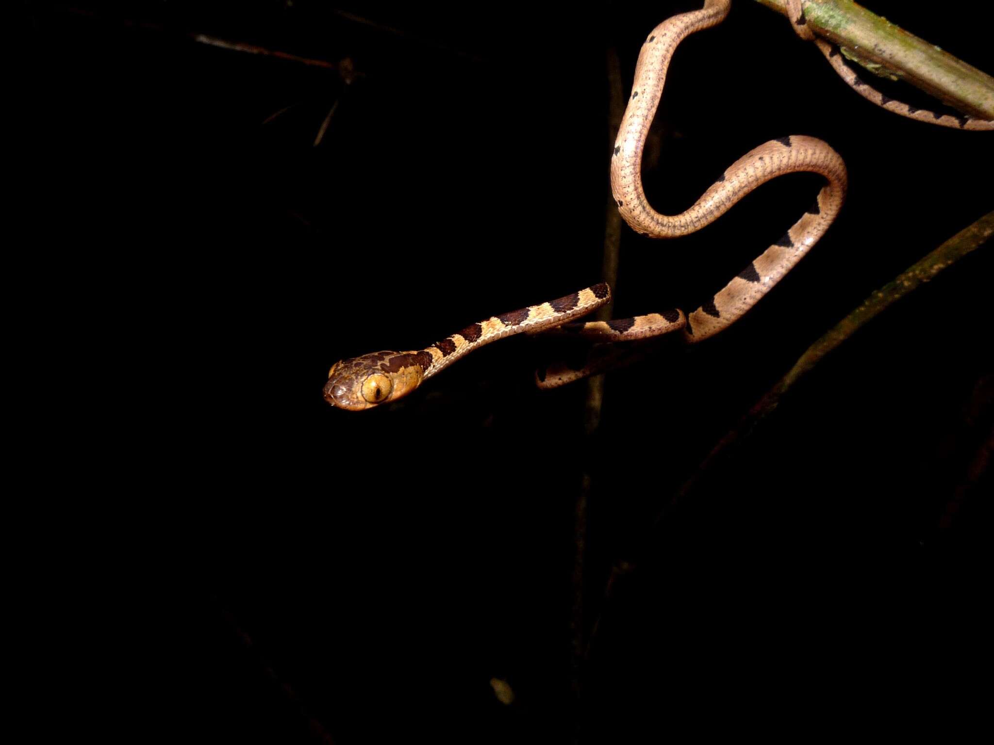 Image of Blunthead Tree Snake