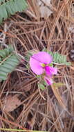 Imagem de Tephrosia multifolia Rose