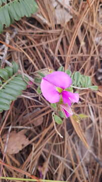 Image of Tephrosia multifolia Rose