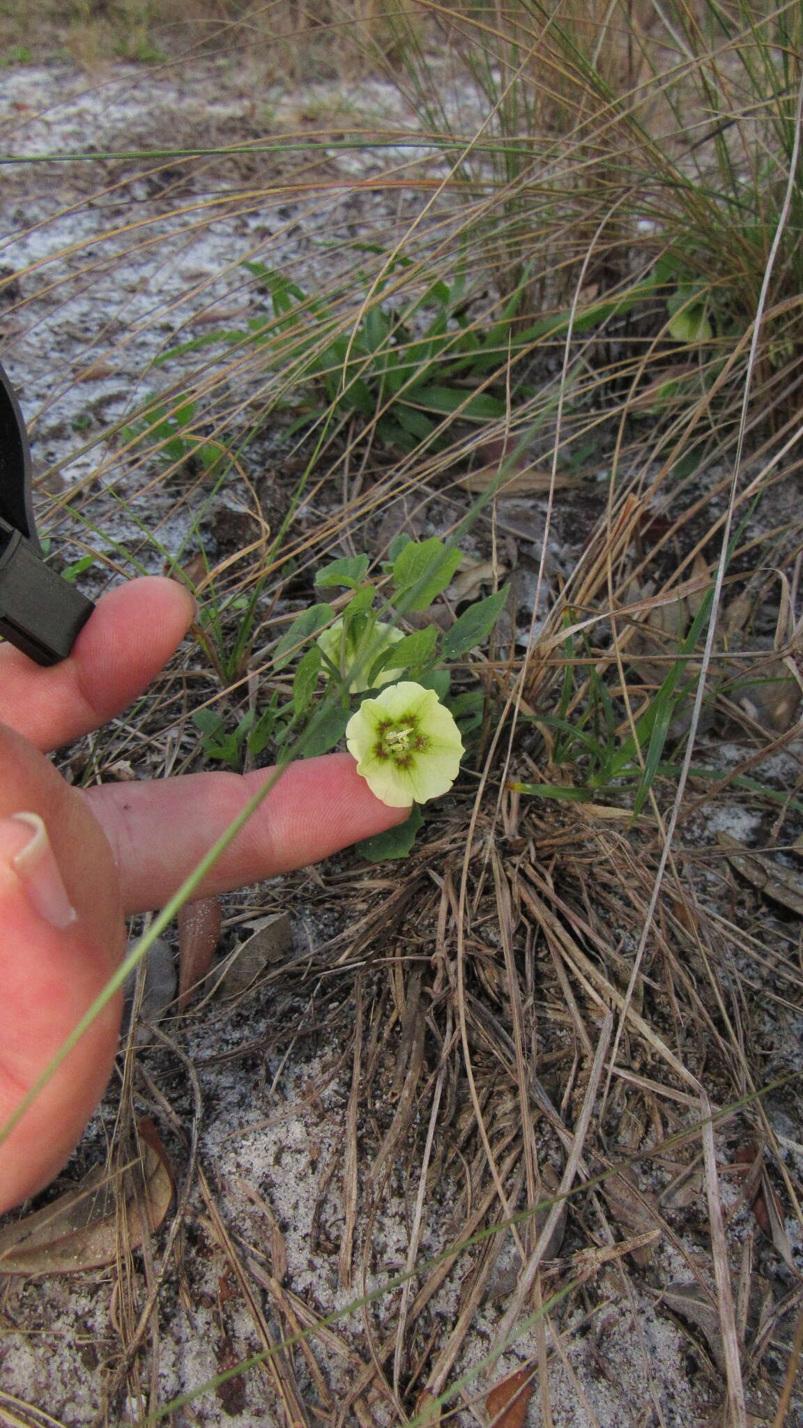 Plancia ëd Physalis arenicola Kearney