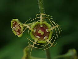 Image of fivestamen miterwort