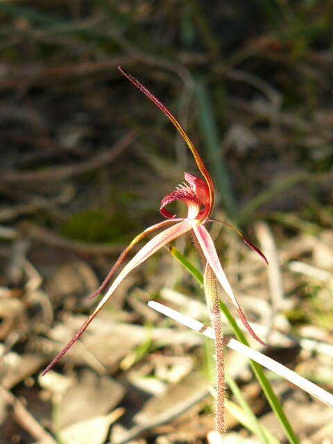 Image de Caladenia concolor Fitzg.