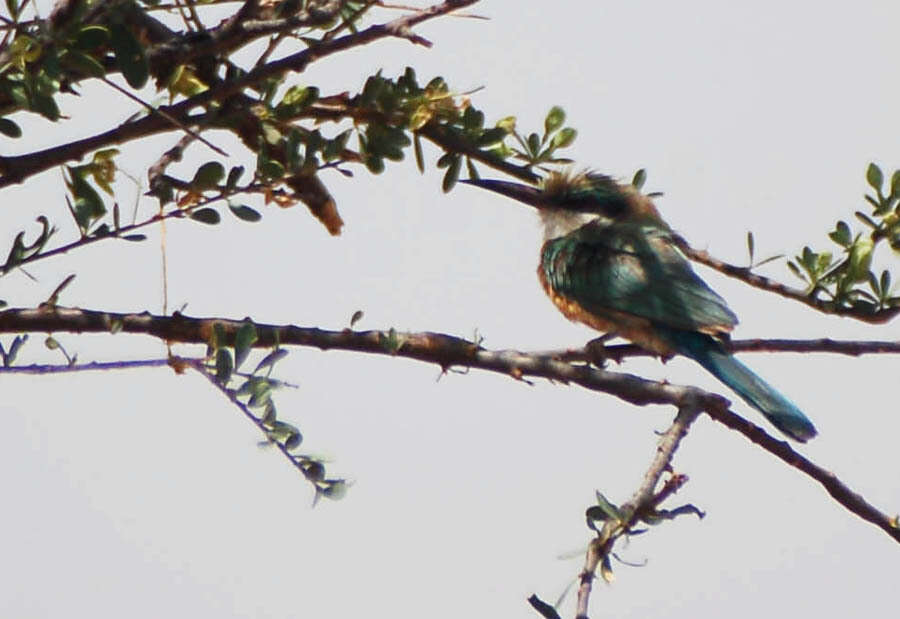 Image of Somali Bee-eater