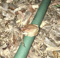 Image of Bleating Tree Frog