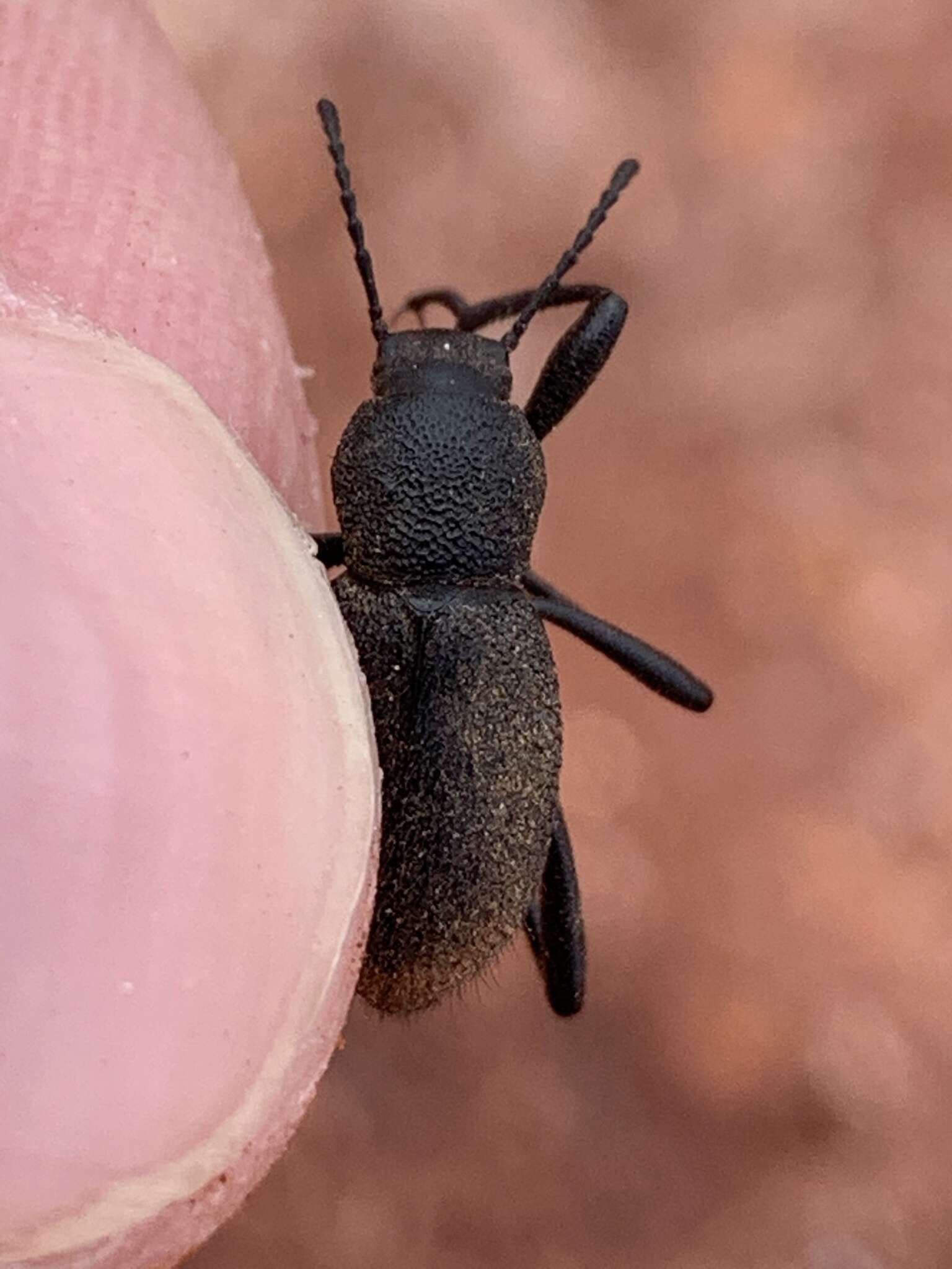 Слика од Eleodes (Pseudeleodes) pilosa Horn 1870