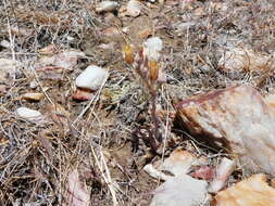 Image of San Bernardino Mountains liveforever