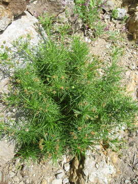 Plantago arborescens subsp. arborescens resmi