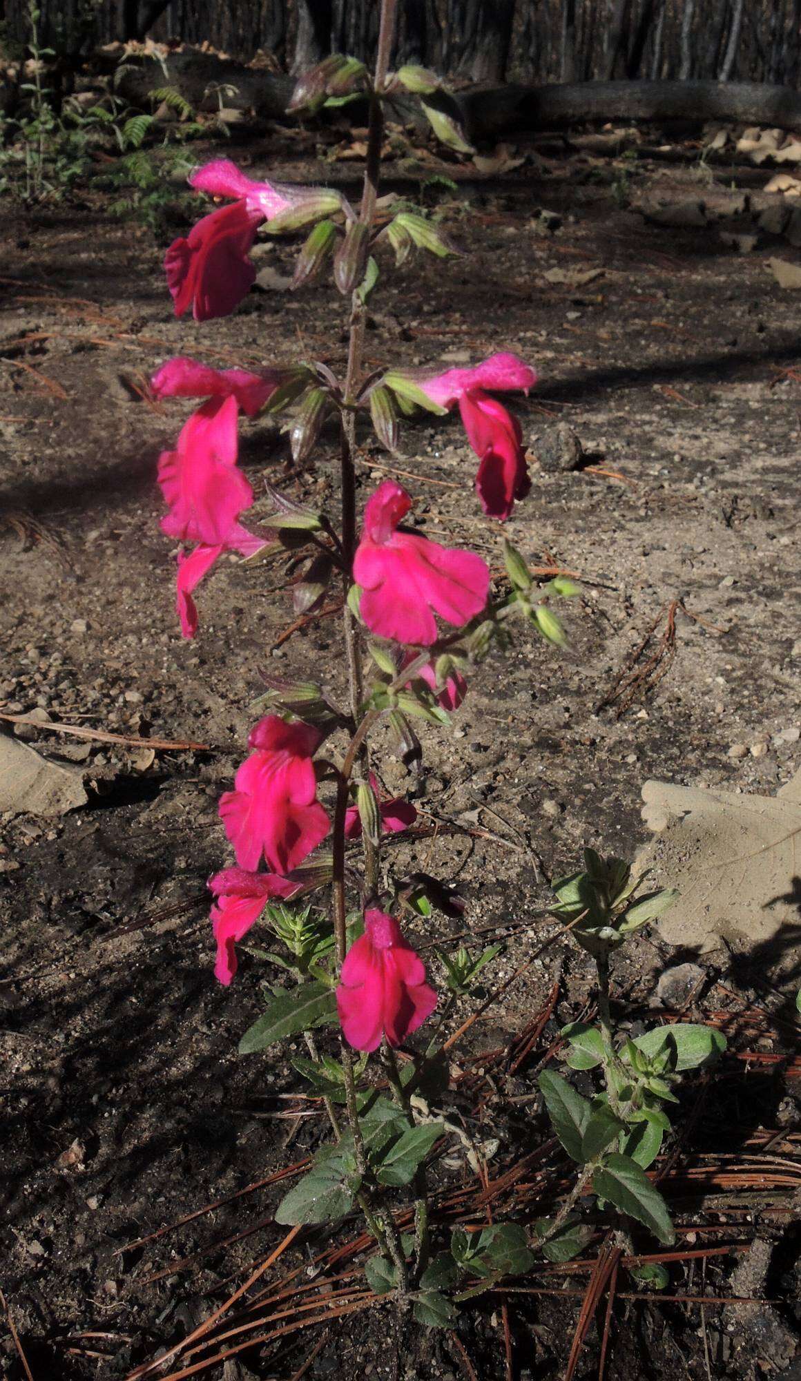 Image of Salvia angustiarum Epling