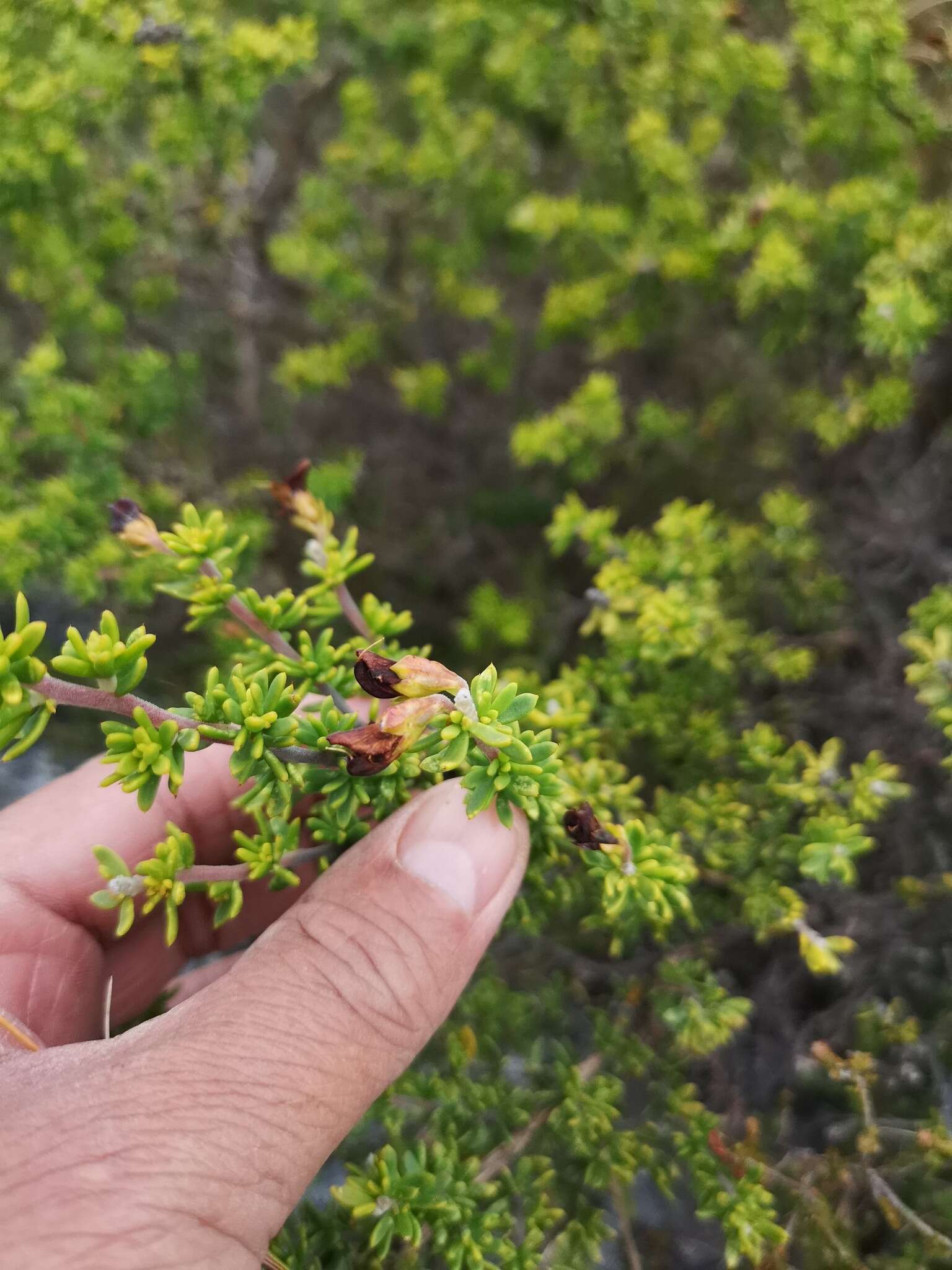 Слика од Aspalathus fusca Thunb.