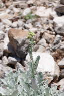 Imagem de Jacobaea ambigua subsp. nebrodensis (Guss.) Peruzzi, N. G. Passal. & C. E. Jarvis