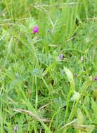Image of Vicia sativa subsp. cordata (Hoppe) Asch. & Graebn.
