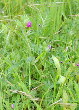 Image of Vicia sativa subsp. cordata (Hoppe) Asch. & Graebn.