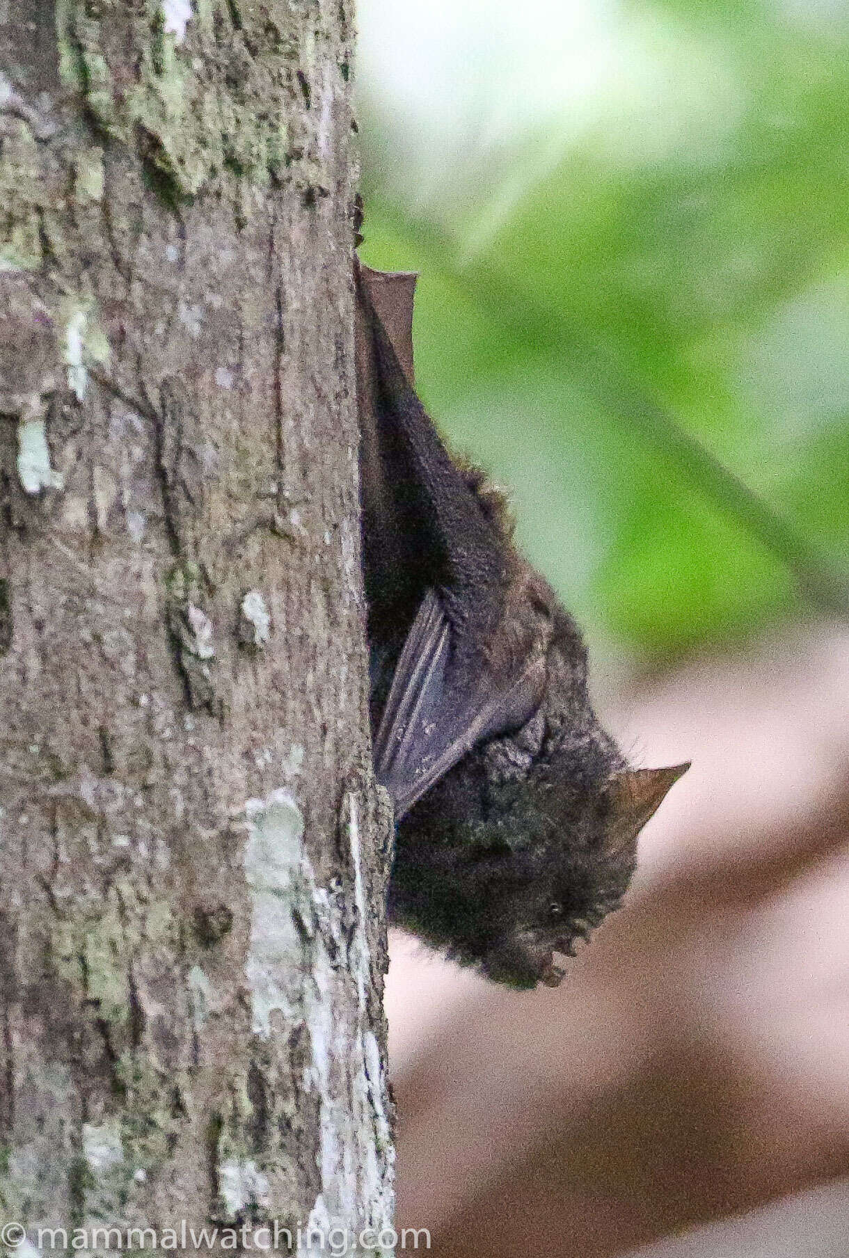 Image of Cyclops Leaf-nosed Bat