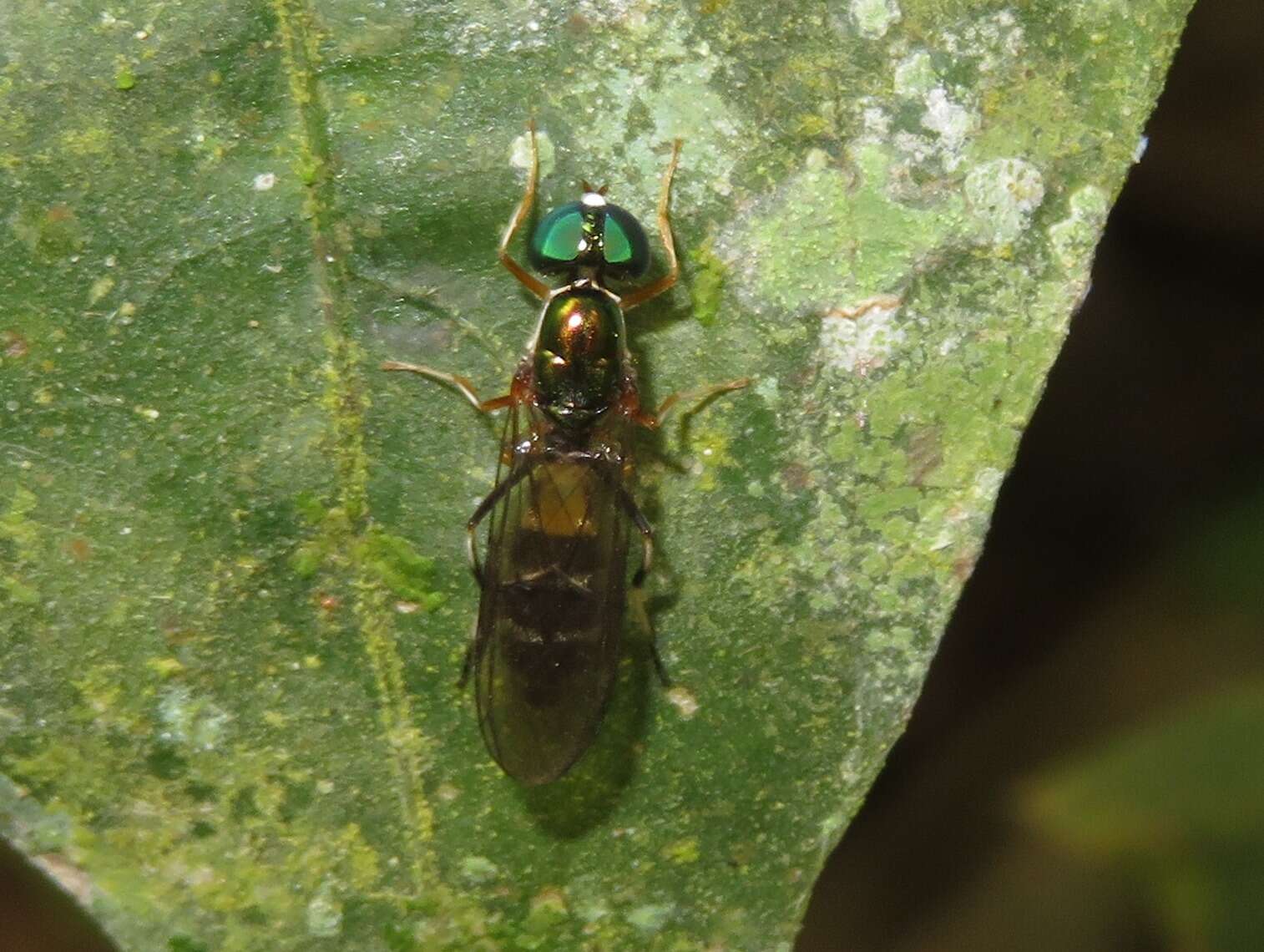 Sargus fasciatus Fabricius 1805 resmi