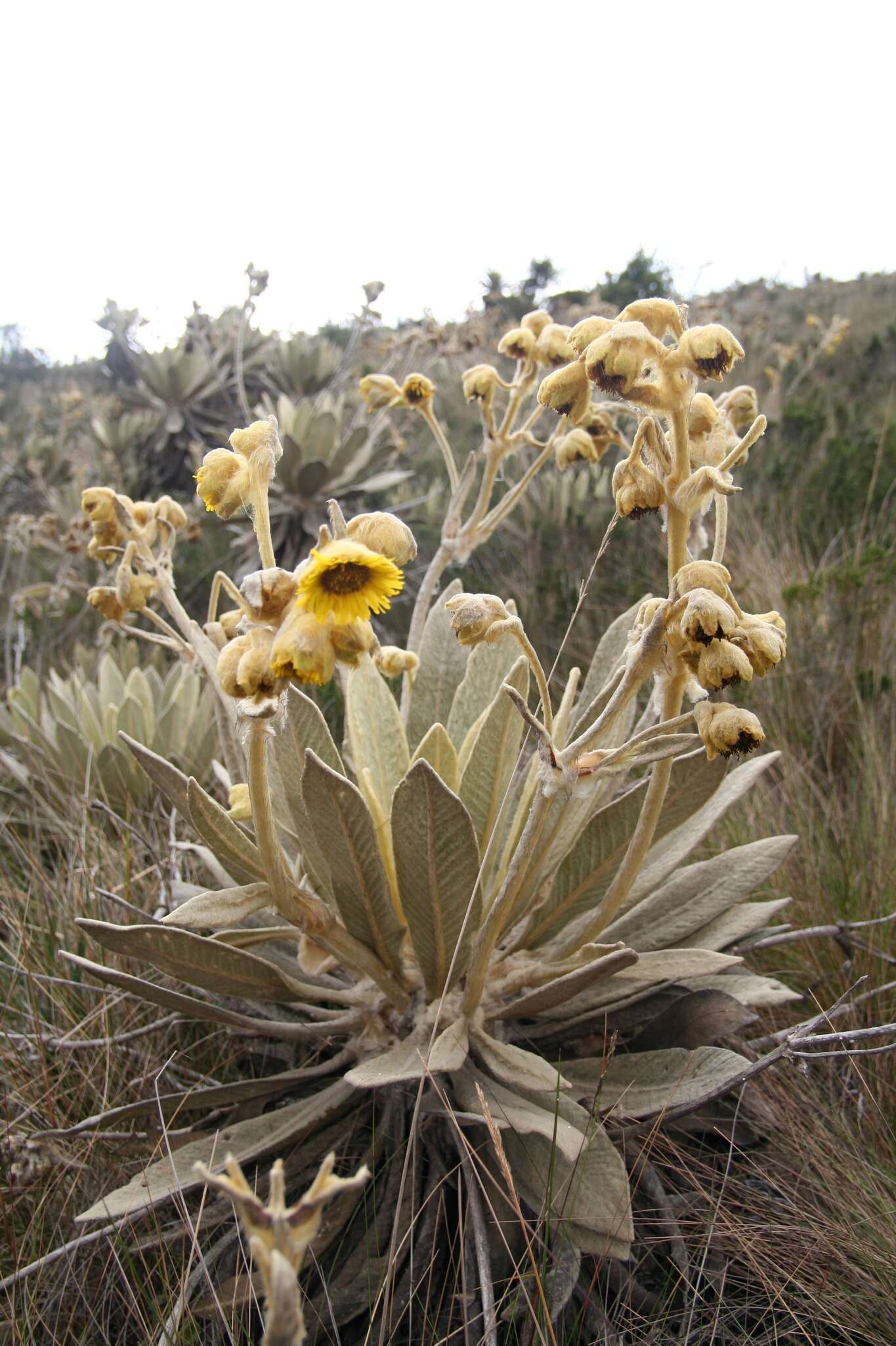 Image of Espeletia barclayana Cuatrec.