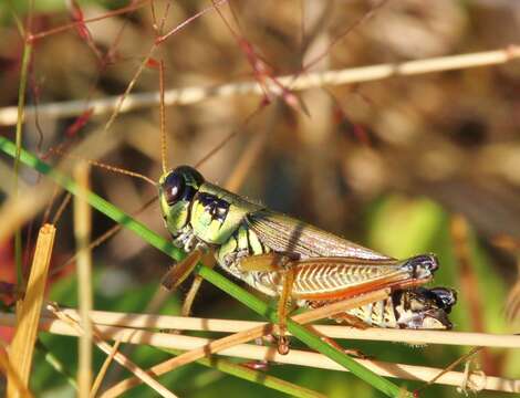 Image of Northern grasshopper