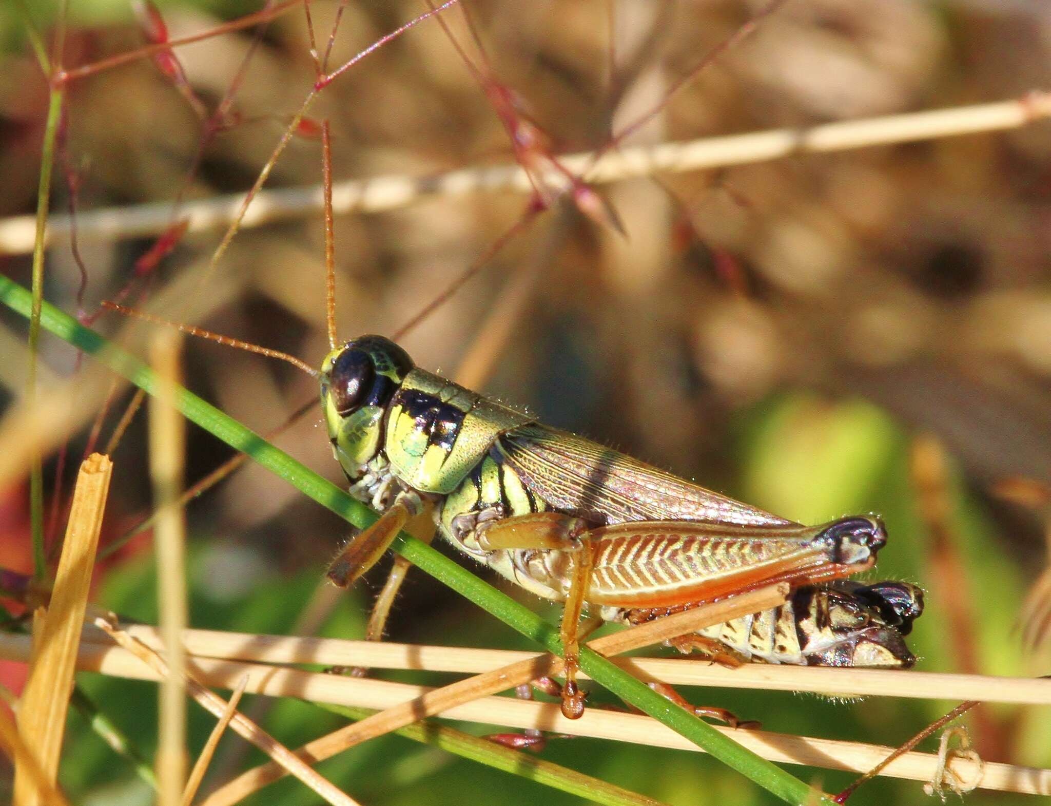 Слика од Melanoplus borealis (Fieber 1853)