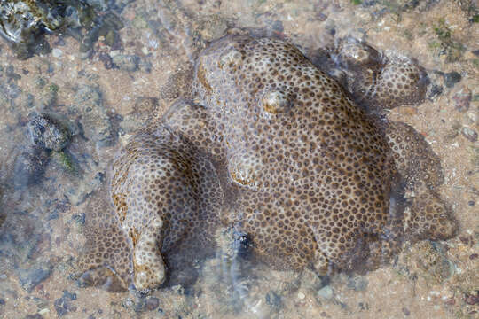 Image of Grey colonial zoanthid