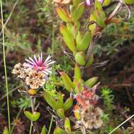 Image of Pentagonal Spoonfig