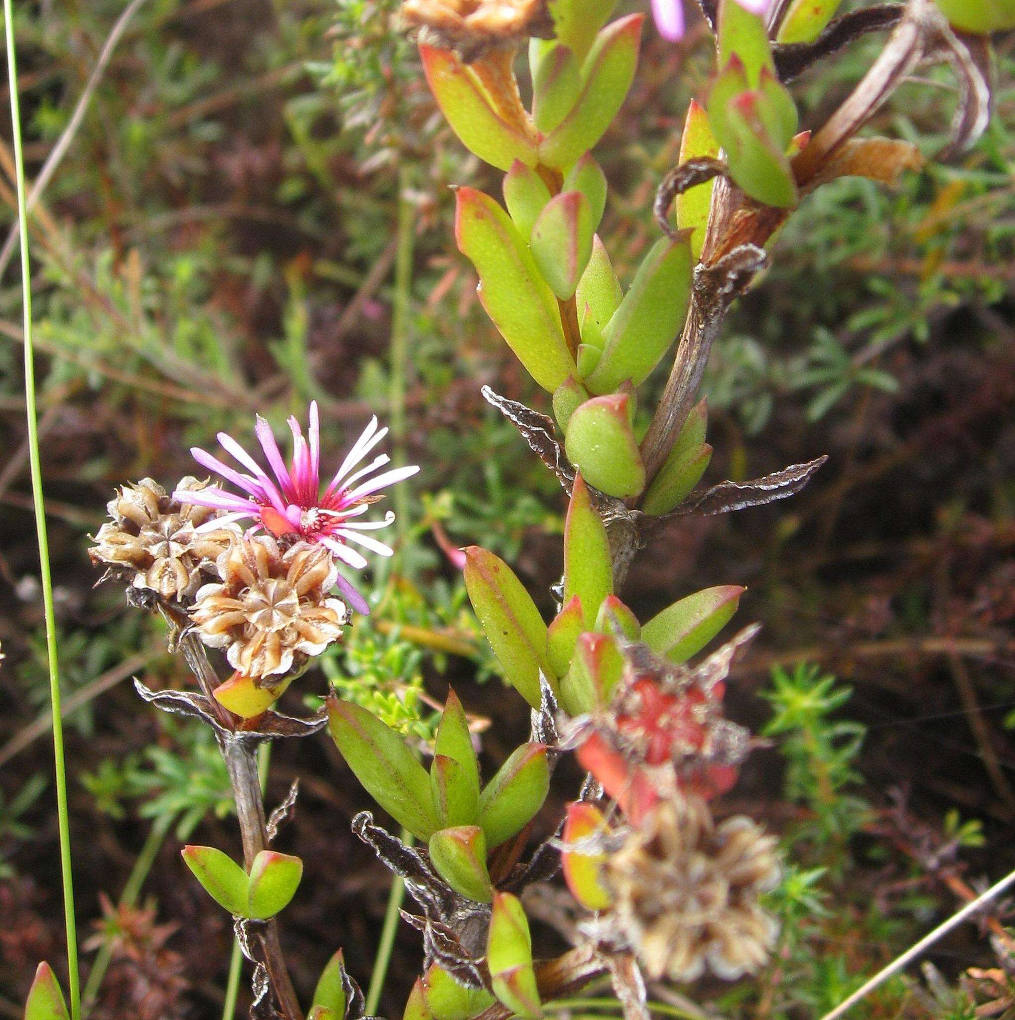Image of Pentagonal Spoonfig