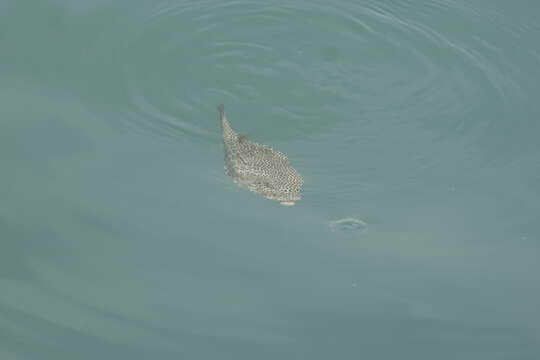 Image of Horn-nosed boxfish