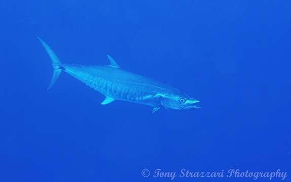 Image of Narrow-barred Spanish Mackerel