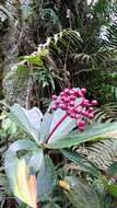 Image of Medinilla speciosa (Reinw. ex Bl.) Bl.