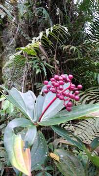 Image of Medinilla speciosa (Reinw. ex Bl.) Bl.