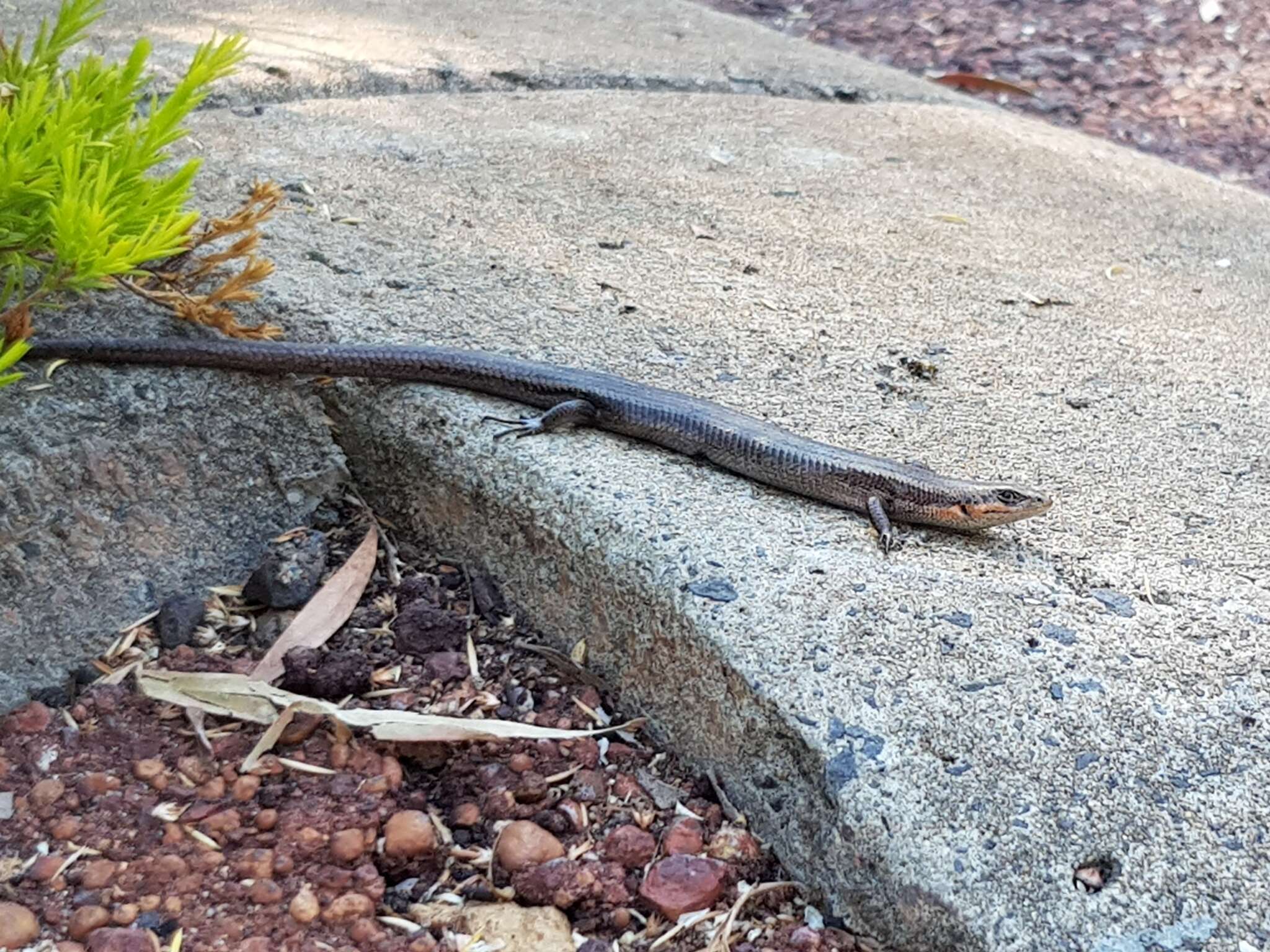 Image of South-western Cool-skink