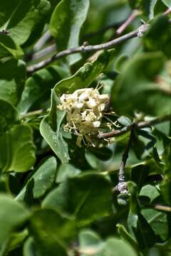 Image of western white honeysuckle