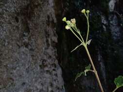 Imagem de Loxothysanus sinuatus (Less.) Robinson