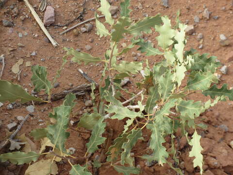 Image of Havard oak