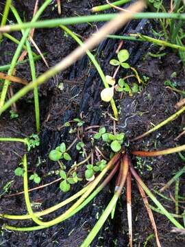 Image of Ranunculus acaulis Banks & Soland.