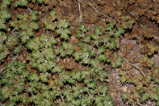 Image of Tiquilia paronychioides (Phil.) A. Richardson