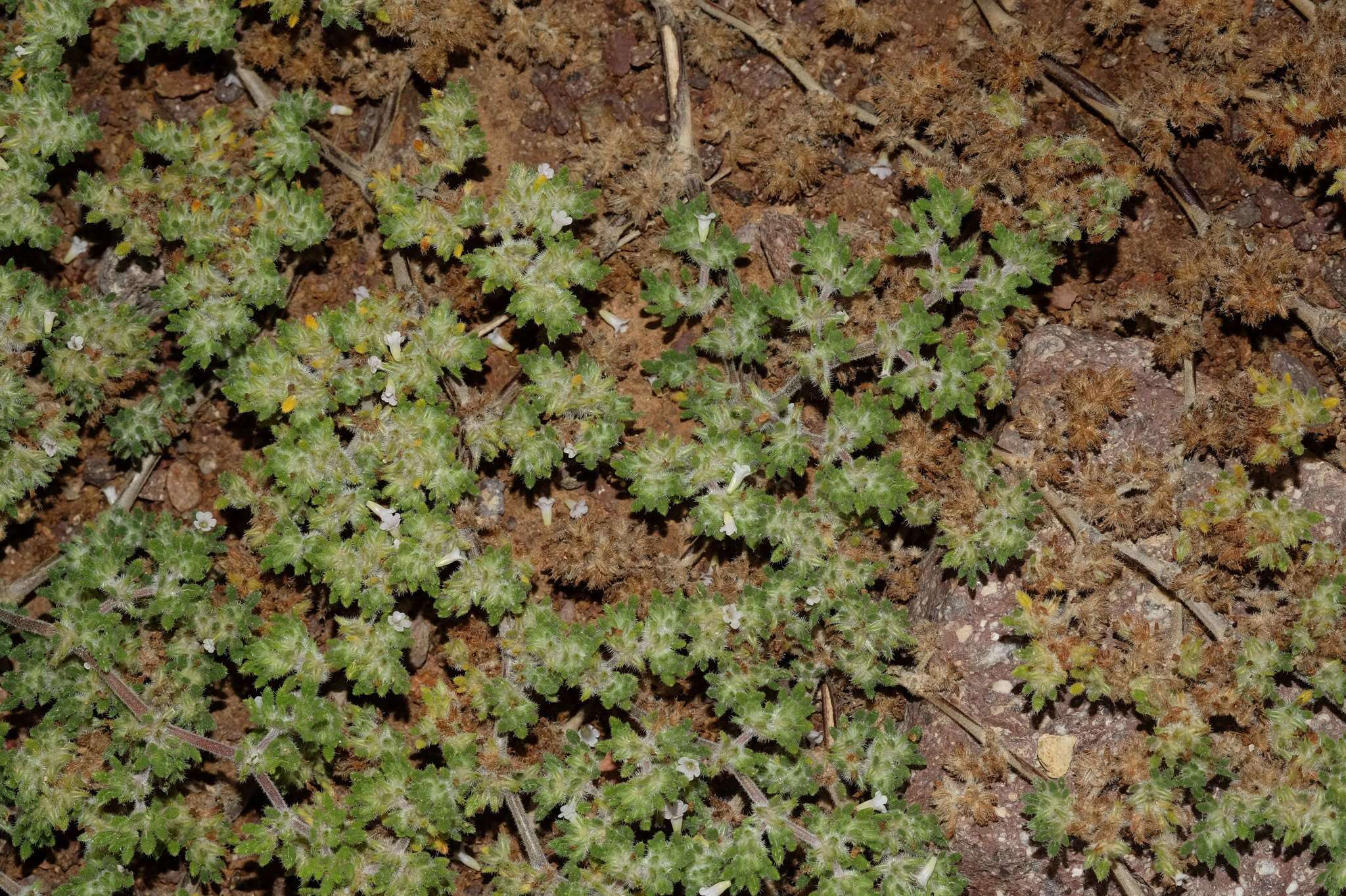 Image of Tiquilia paronychioides (Phil.) A. Richardson