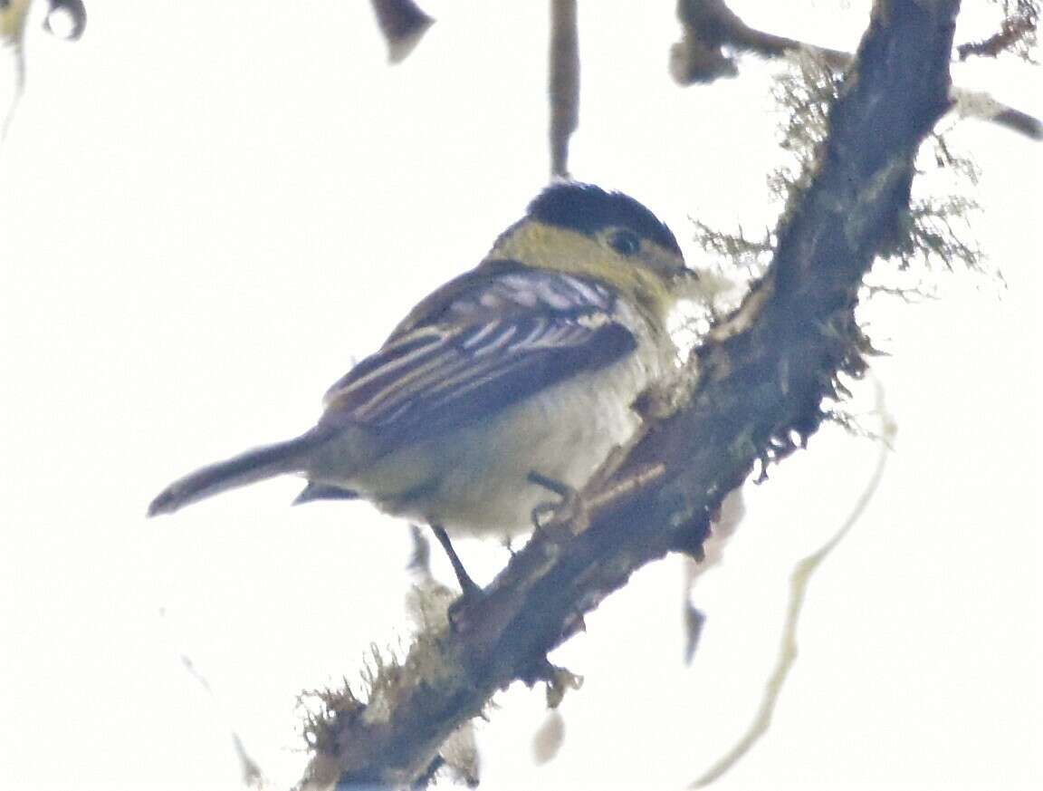 Plancia ëd Pachyramphus versicolor (Hartlaub 1843)