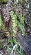 Plancia ëd Polystichum thomsonii (Hook. fil.) Bedd.