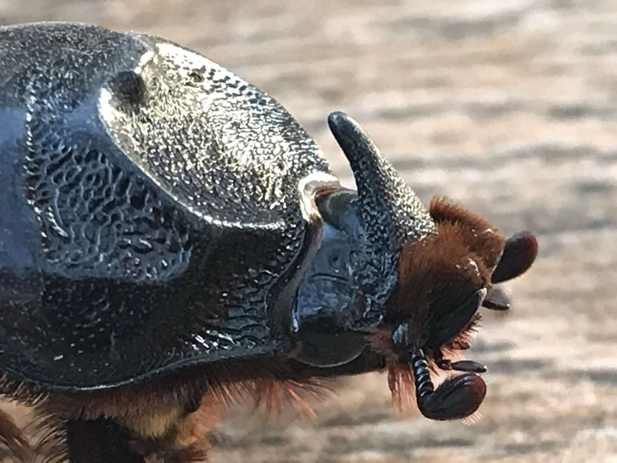 Image of Asian rhinoceros beetle