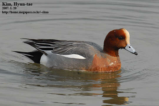 Image of Eurasian Wigeon