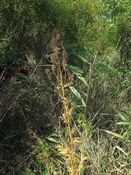 Image of Thalictrum simplex subsp. amurense (Maxim.) Hand