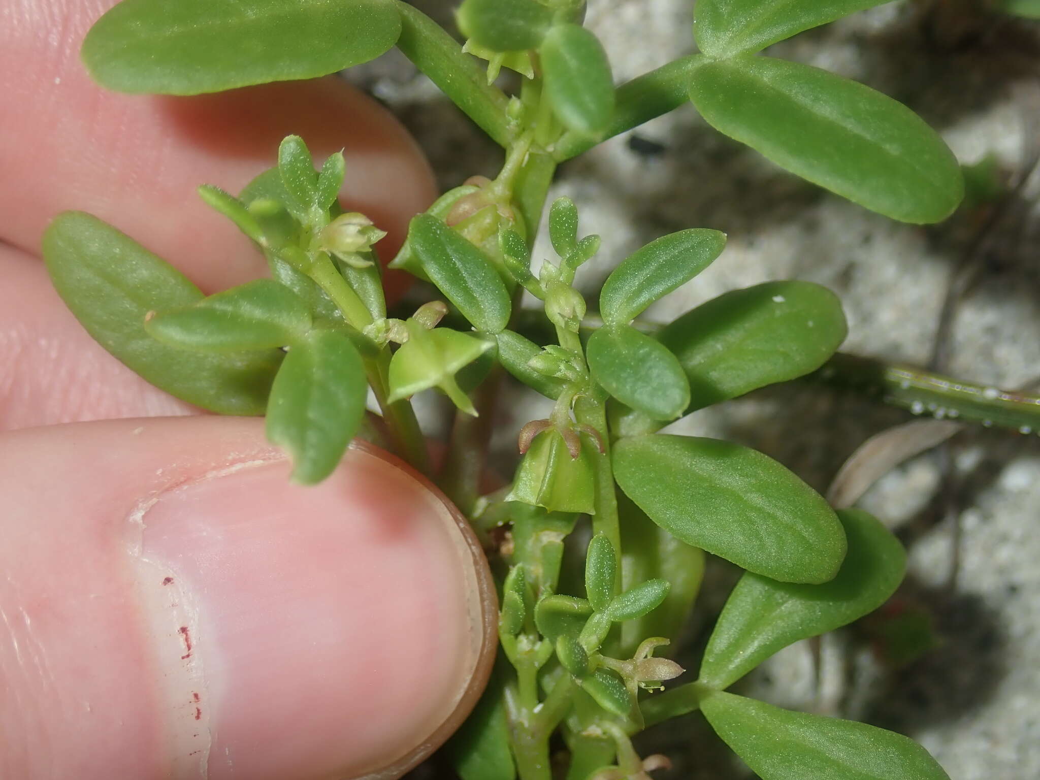 Image of Roepera similis (H. Eichler) Beier & Thulin